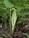 Arum maculatum