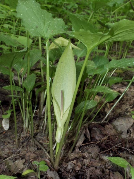 Image of Arum maculatum specimen.