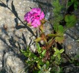 Dianthus barbatus