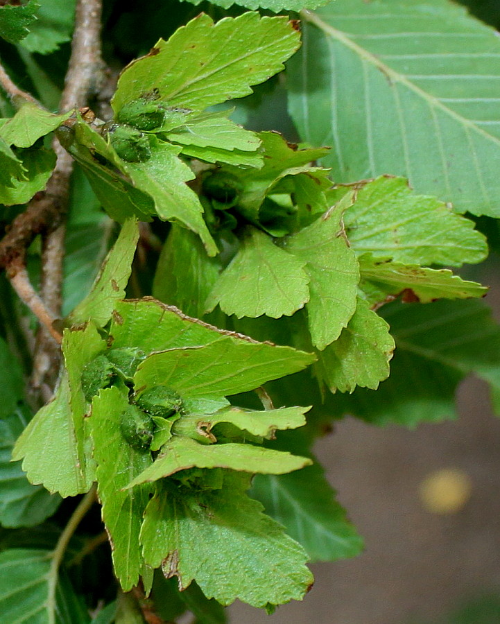 Image of Carpinus turczaninowii specimen.