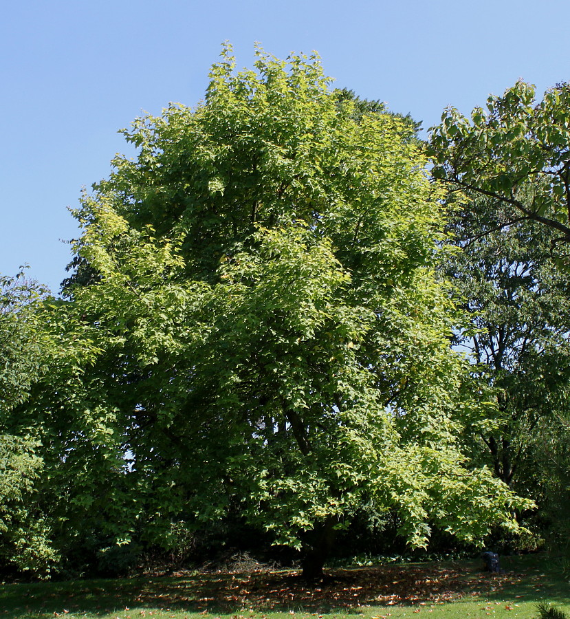 Изображение особи Liquidambar formosana.