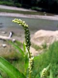 Persicaria lapathifolia