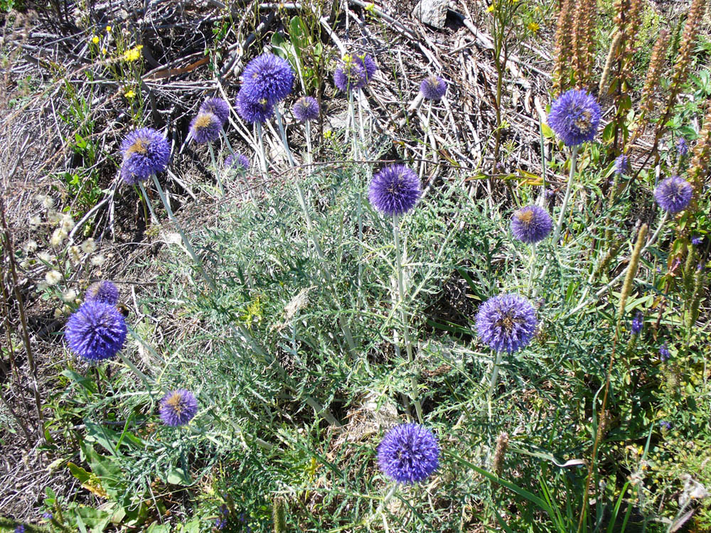 Изображение особи Echinops crispus.