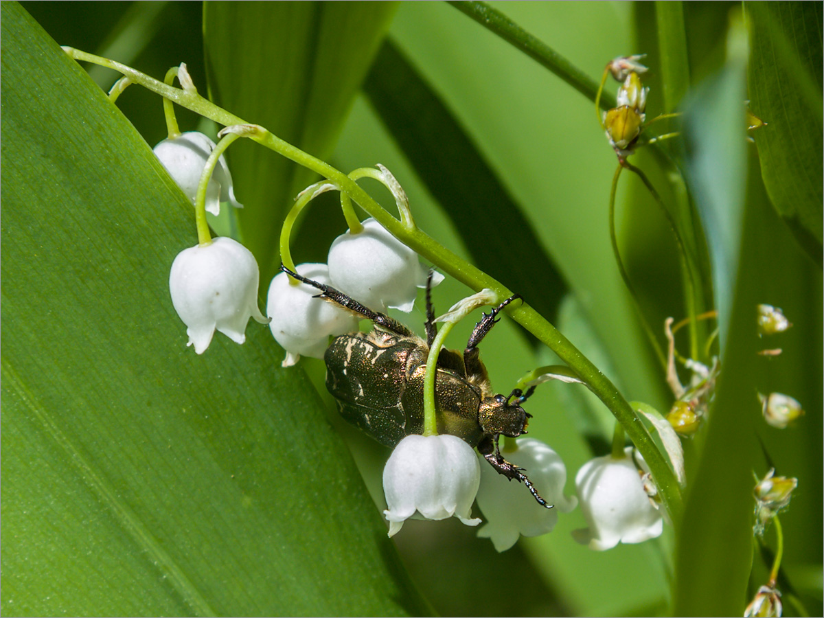 Изображение особи Convallaria majalis.