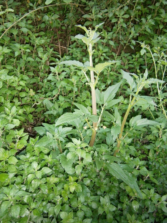 Image of Scrophularia trifoliata specimen.