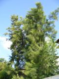 Casuarina equisetifolia. Крона взрослого дерева. Турция, пров. Анталья, р-н Кемер, пос. Кириш, в озеленении улицы. 11 сентября 2009 г.