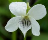 Viola patrinii