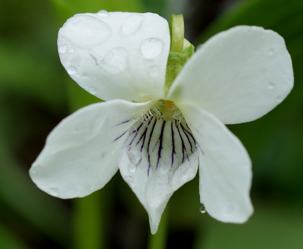 Изображение особи Viola patrinii.