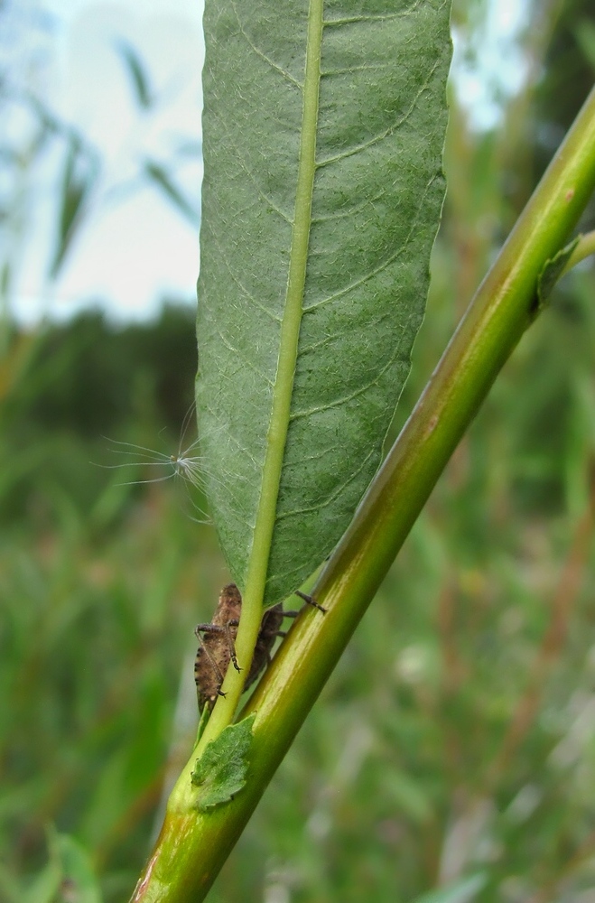 Изображение особи Salix acutifolia.