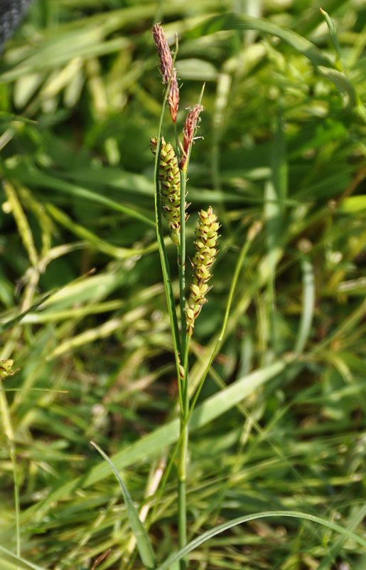 Image of genus Carex specimen.