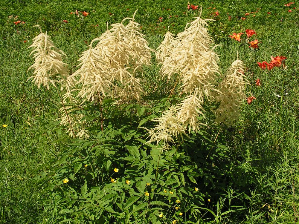 Изображение особи Aruncus dioicus.