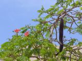 Delonix regia. Ветви с цветами, бутонами и зрелым плодом. Египет, окр. Марса-Алама, в культуре. 26 апреля 2010 г.