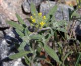 Alyssum turkestanicum variety desertorum. Верхушка растения с цветками и бутонами. Украина, г. Запорожье, балка Партизанская, железнодорожная насыпь. 18.04.2014.