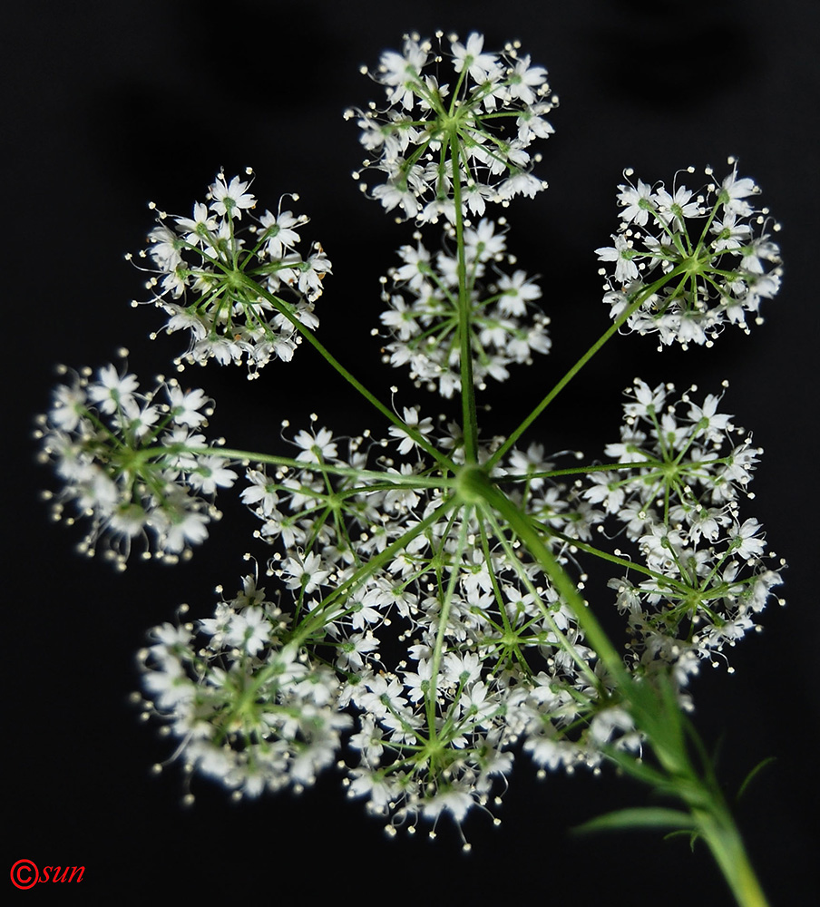 Image of Pimpinella anisum specimen.