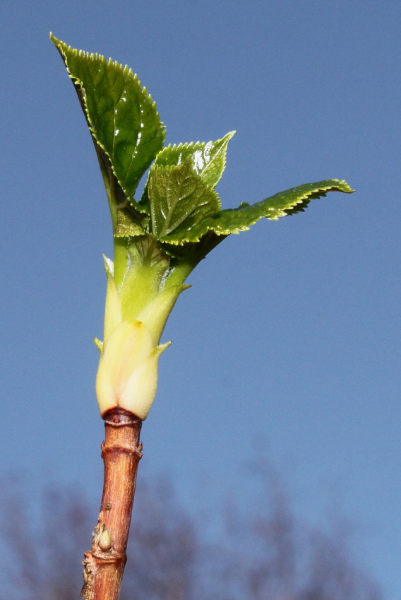 Image of Hydrangea petiolaris specimen.