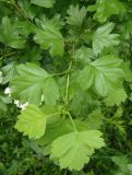 Crataegus sanguinea. Верхушка ветки. Украина, г. Запорожье, ул. Запорожская. 03.05.2014.