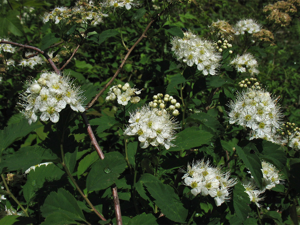 Image of Spiraea chamaedryfolia specimen.