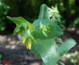 Cerinthe minor