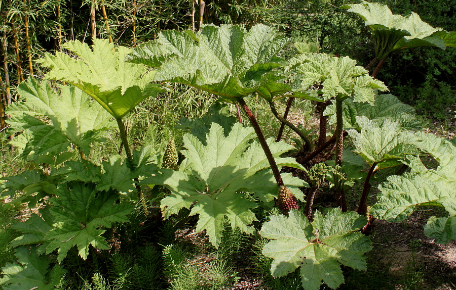 Изображение особи Gunnera tinctoria.