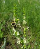 Stachys recta