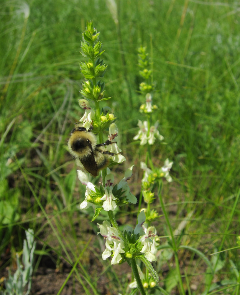 Изображение особи Stachys recta.