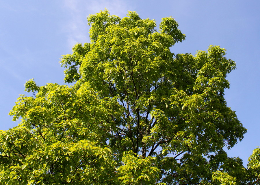 Image of Carya ovata specimen.