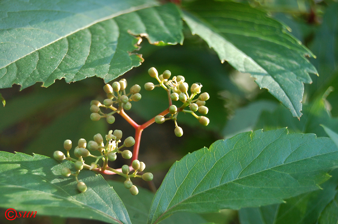 Изображение особи Parthenocissus quinquefolia.