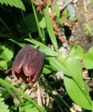 Fritillaria latifolia. Побег с цветком. Карачаево-Черкесия, Архыз, долина р. Аманауз, субальпика, 2400 м н.у.м. 15.06.2014.