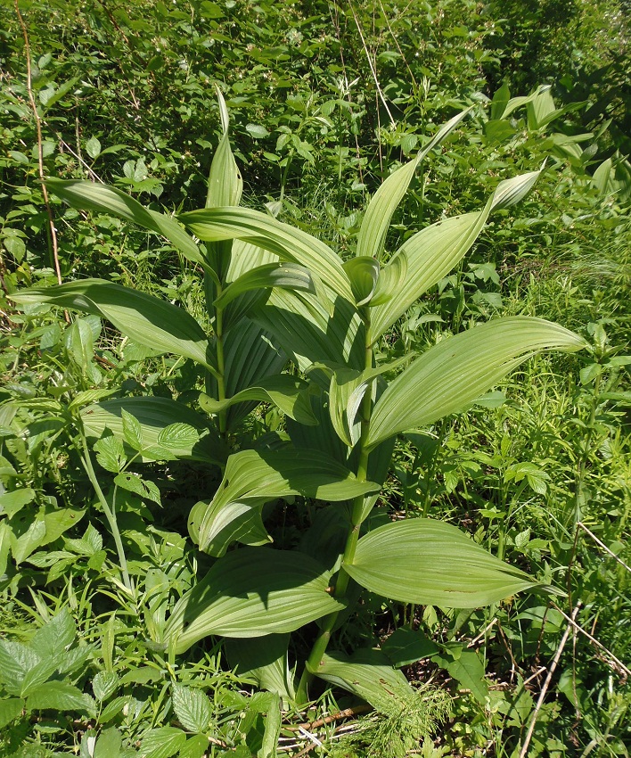Image of Veratrum lobelianum specimen.