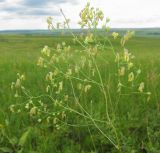 Thalictrum minus. Соцветие. Татарстан, Бавлинский р-н. 07.07.2014.