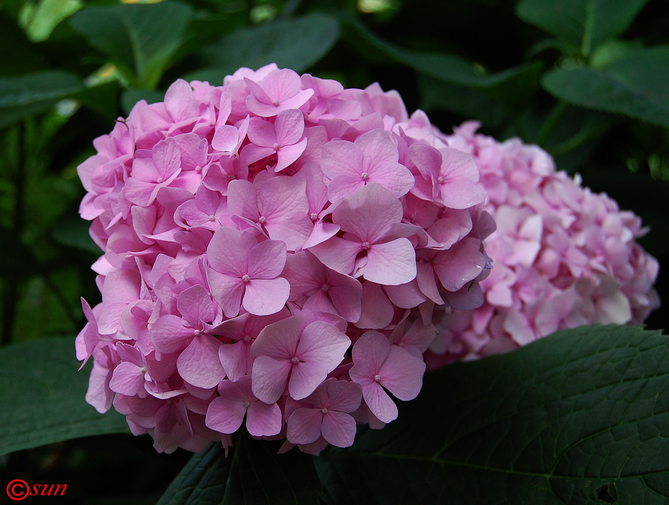 Image of Hydrangea macrophylla specimen.