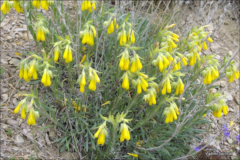 Image of Onosma taurica specimen.