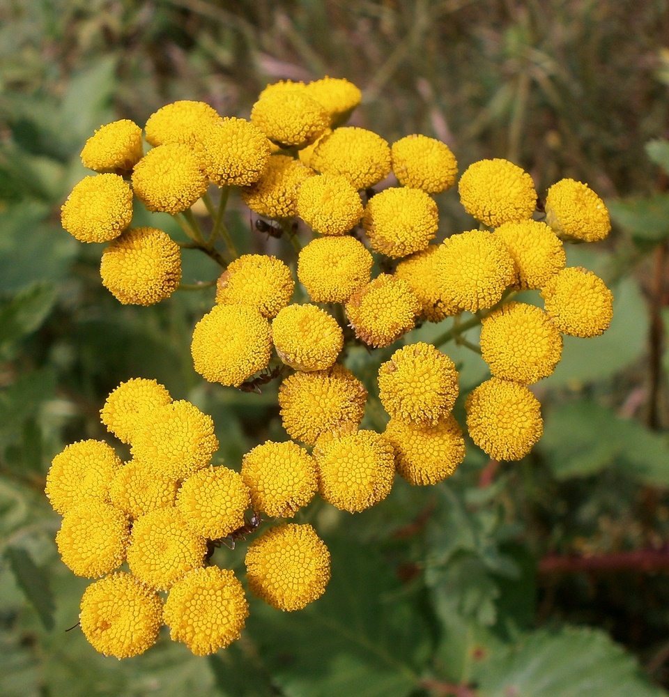 Image of Tanacetum vulgare specimen.