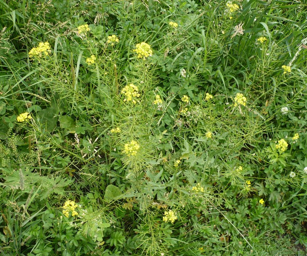 Image of Sisymbrium loeselii specimen.