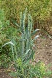 Triticum aestivum