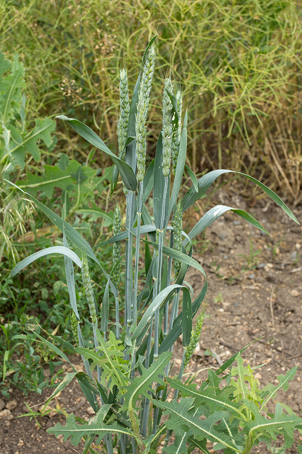 Изображение особи Triticum aestivum.