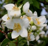 Philadelphus coronarius