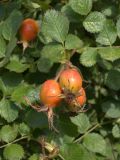 Rosa oplisthes