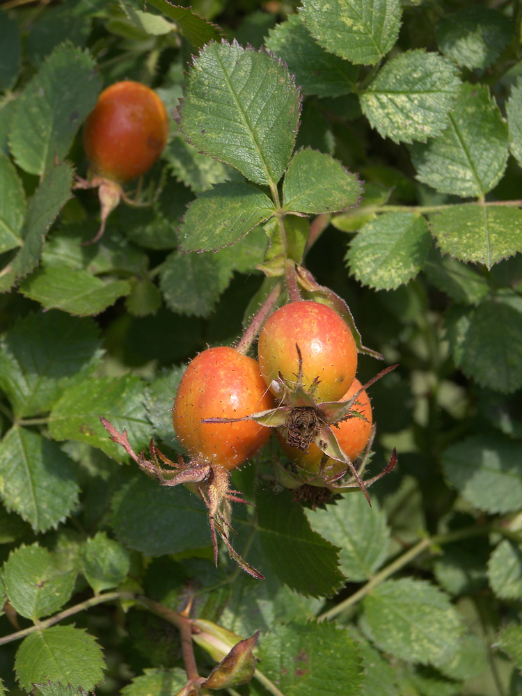 Image of Rosa oplisthes specimen.