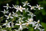 Clematis recta