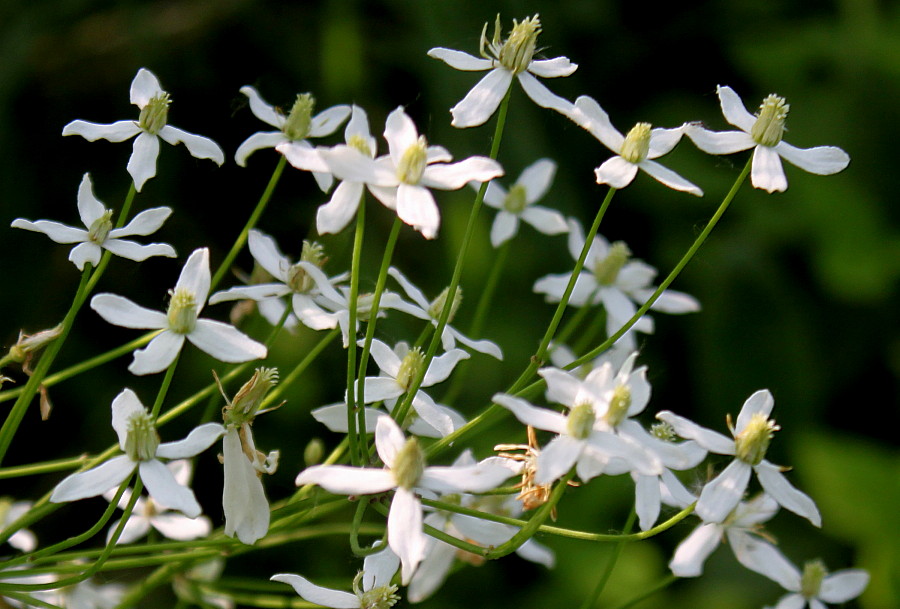 Image of Clematis recta specimen.