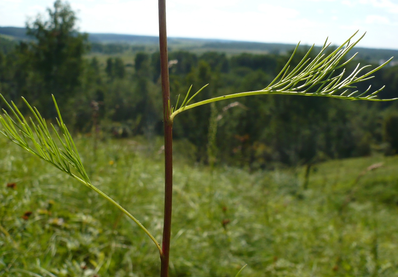 Image of Artemisia commutata specimen.