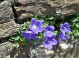 Campanula saxifraga. Верхушка цветущего растения. Карачаево-Черкесия, гора Мусса-Ачитара, каменистый склон (выс. около 3000 м н.у.м.). 31.07.2014.