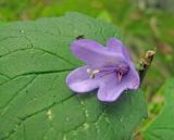 род Campanula