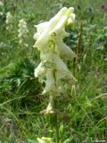 Aconitum lasiostomum. Соцветие. Крымский природный заповедник, Бабуган-Яйла. 19.07.2009.