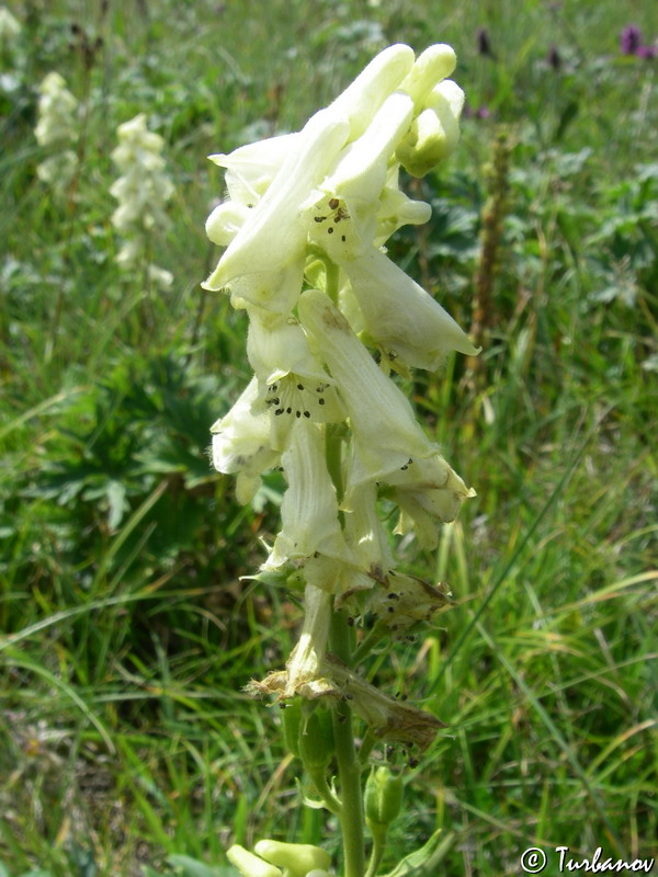 Image of Aconitum lasiostomum specimen.