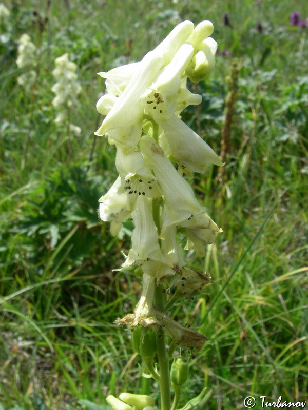 Изображение особи Aconitum lasiostomum.