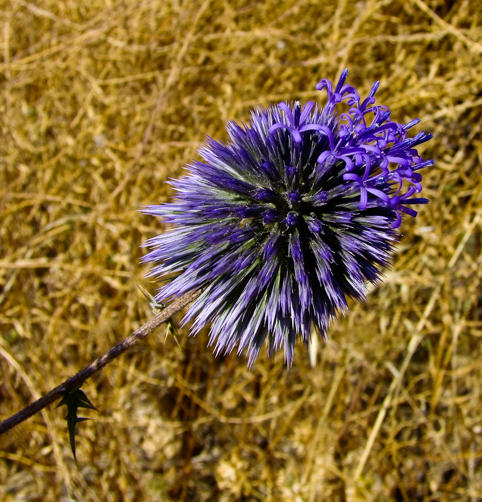 Image of Echinops adenocaulos specimen.