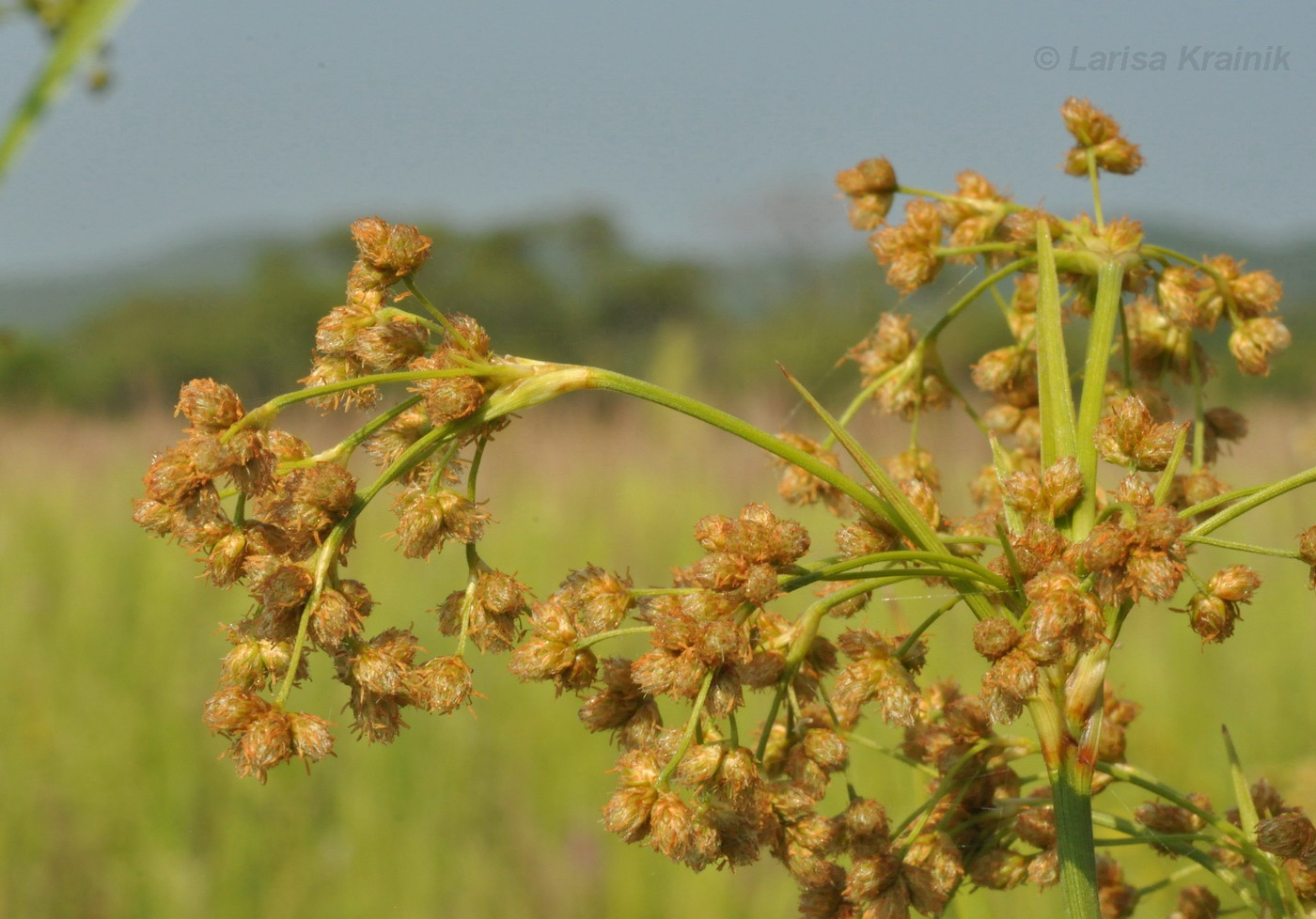 Изображение особи Scirpus asiaticus.