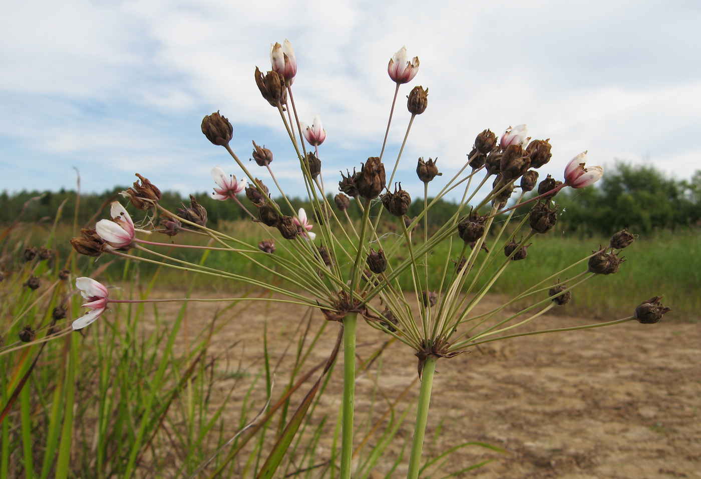 Изображение особи Butomus umbellatus.